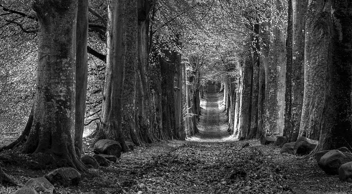 Path in the Woods